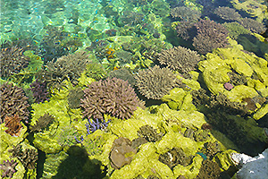 養殖サンゴの苗を移植放流